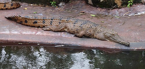 Crocodylus johnsoni